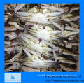 fresh frozen whole blue swimming crab